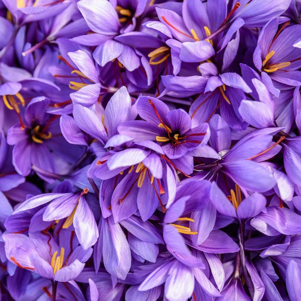 Best Sicily Premium Saffron Threads - 0.5 OZ (1.5g) - Image 2